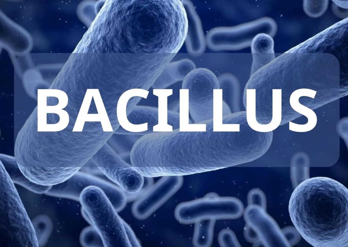 CÁCH KHỬ AMONIAC HIỆU QUẢ  BẰNG VI KHUẨN BACILLUS